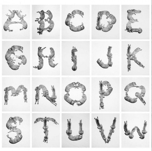 William wegman alphabet - william, wegman,