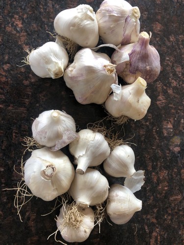 Organic garlic bulbs 6 types - garlic, ~6