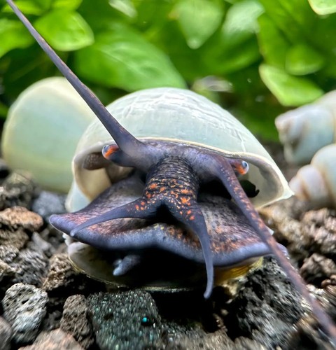 Blue mystery snails pomacea - snails, (pomacea