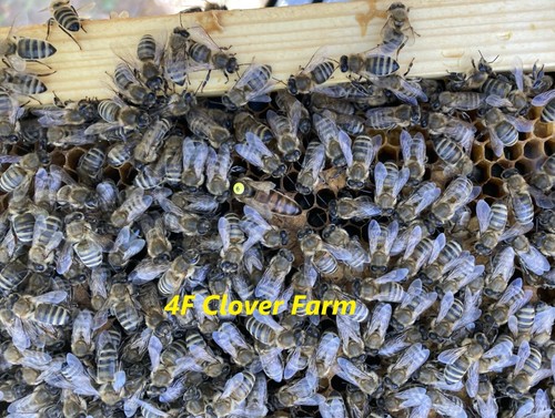 Live caucasian honey bee - caucasian,