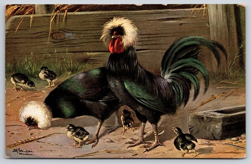 White crested black - black, polish