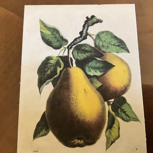 Aceo vtg botanical - aceo, pears