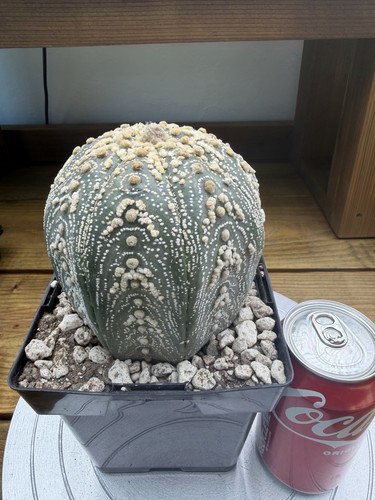 Astrophytum asterias tall boy - tall,