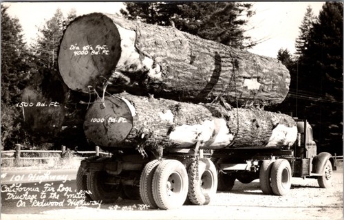 Real photo redwood - real,