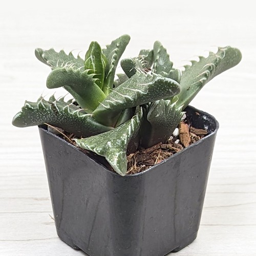 Succulent plant faucaria - plant,