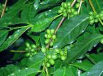 Coffee arabica nana - coffee,