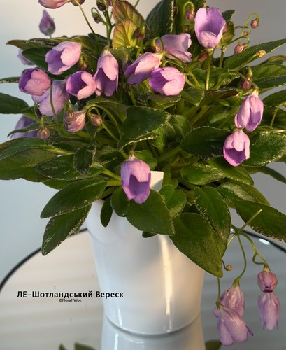 African violet - african,
