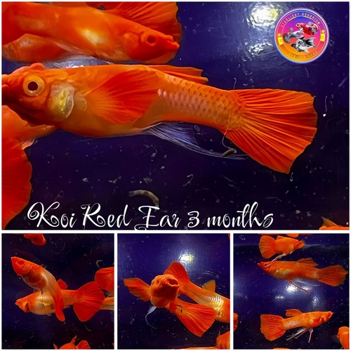 Guppy koi red ear - guppy, baby
