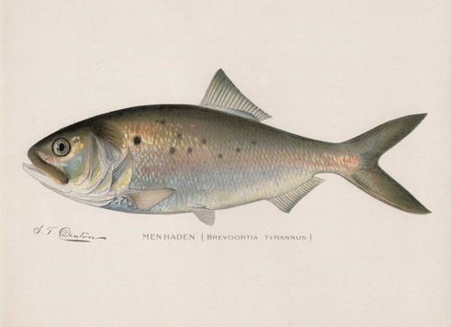 Denton menhaden 13x19 - s,