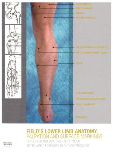 Lower limb anatomy palpation - anatomy,,