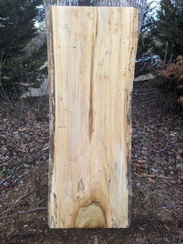 Tulip poplar slab - poplar, (rainbow)
