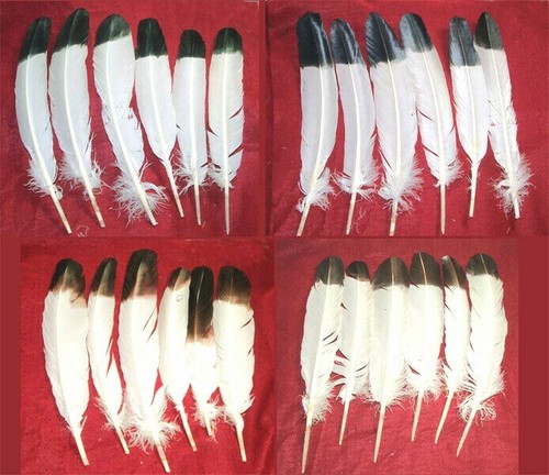 Large imitation eagle - large, 10-12"