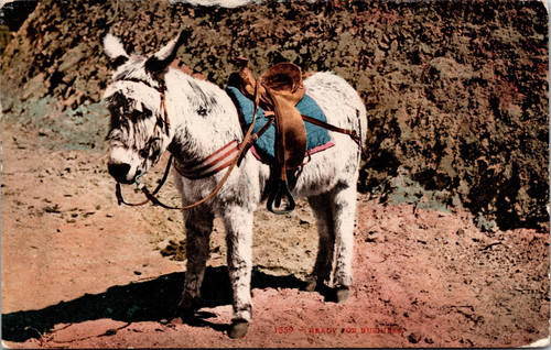 Postcard white donkey mule - postcard,
