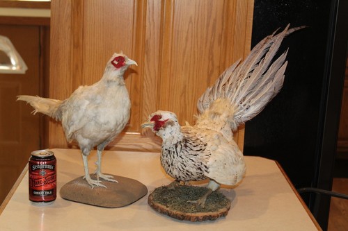 Vtg chinese ringneck - vtg,
