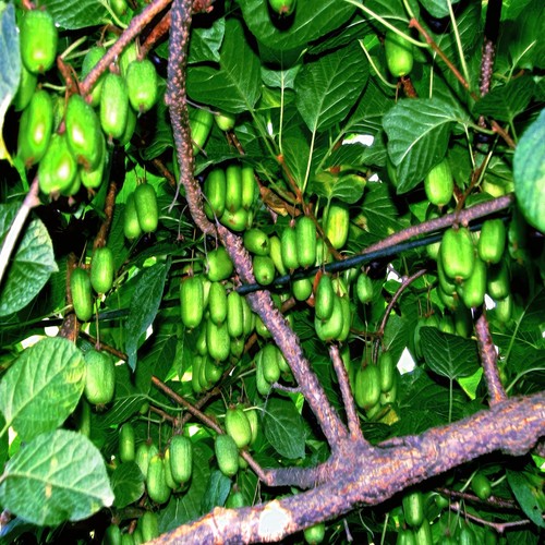 Issai kiwi seeds - issai, grape