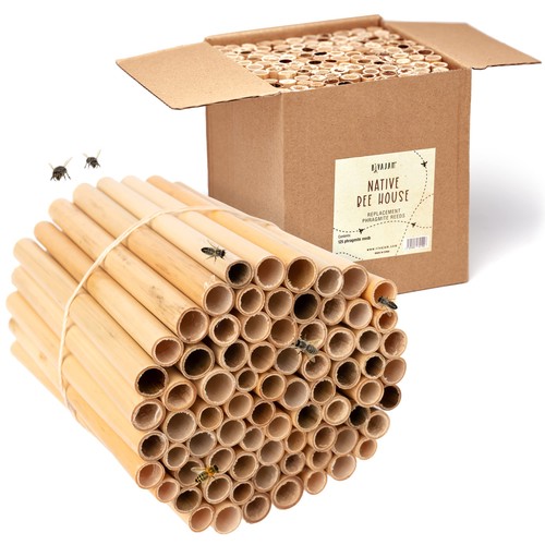 125 phragmite reed mason bee - 125,