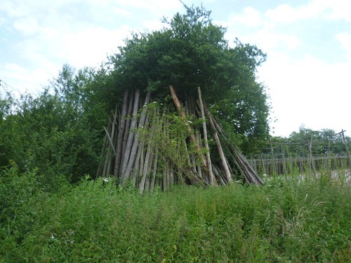 Photo hop poles - hop,