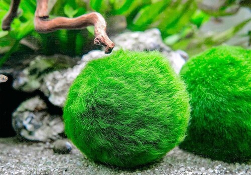 Inch marimo moss - inch,