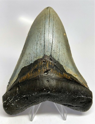 Inch real megalodon - megalodon, shark