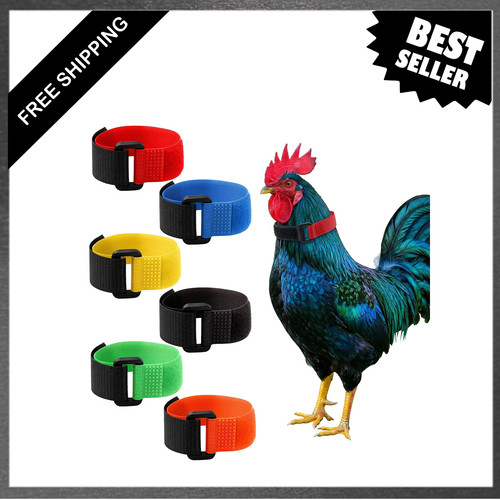 Pcs crow rooster - no, collar