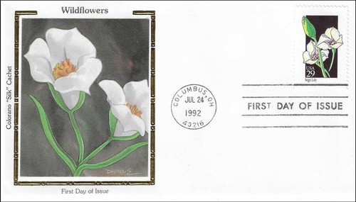 Sego lily calochortus - lily,