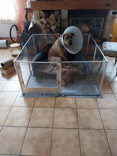 Extremely safe acrylic dog - safe,