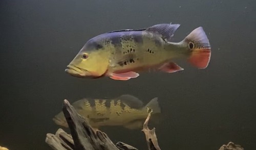 Butterfly peacock bass cichla - bass, (cichla