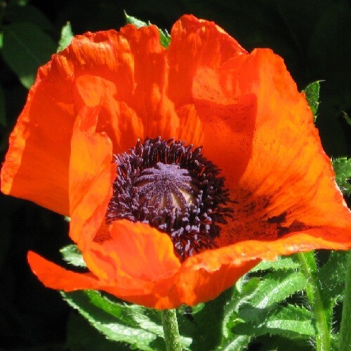 000 perennial orientale - 5,000,