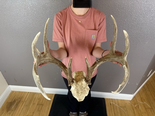 Real whitetail deer antlers - real,