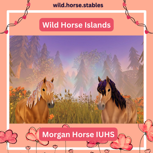 Wild horse islands morgan - horse,