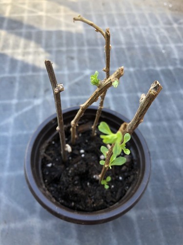 Goji berry plant cuttings - berry, 5