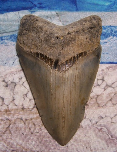 Megalodon shark tooth 16 - megalodon,