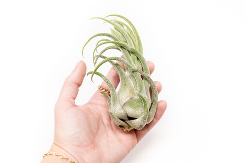 Large tillandsia seleriana air - large,