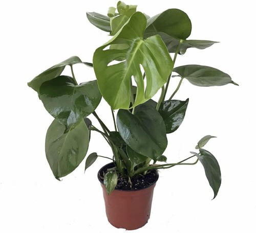 Pineapple monstera deliciosa - pineapple,
