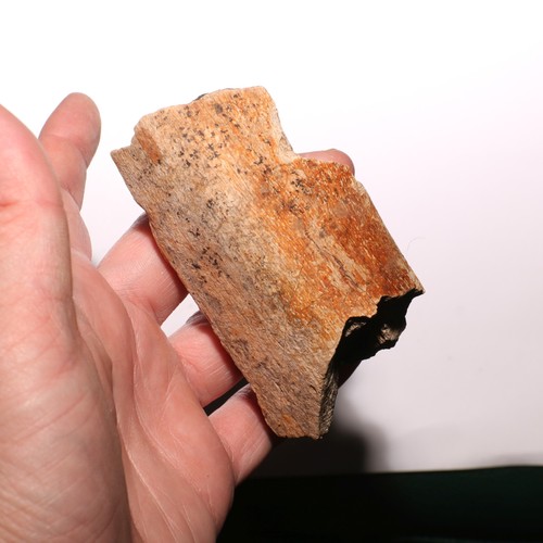 Dinosaur bone chunk rib - /,