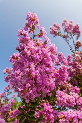 Light pink crepe myrtle - 35,