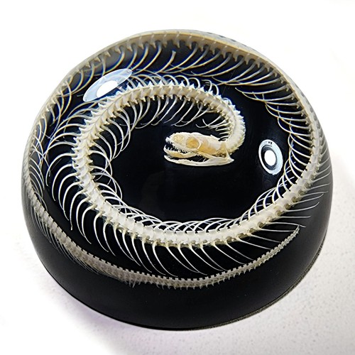 Snake skeleton resin - in, resin,