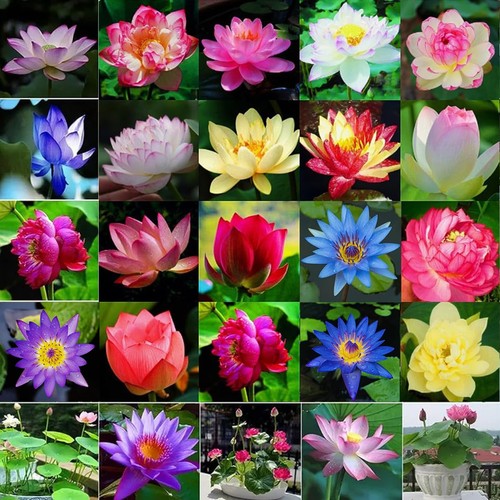 160pcs mixed color bowl lotus - color,