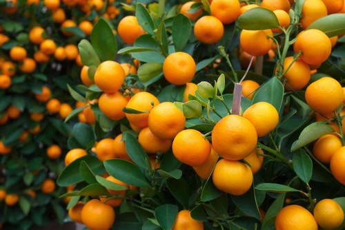 Tangerine mandrin orange - 20,