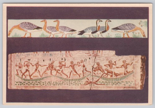 Postcard egyptian geese - egyptian,