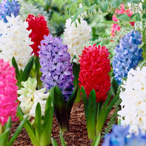 Garden state bulb giant mixed - state,