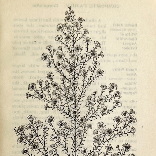 1905 aster ericoides wild - 1905,