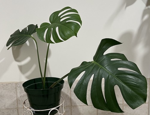 Live large leaf monstera - live,