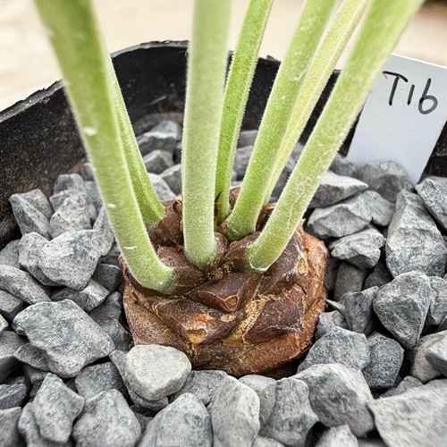 Euphorbia bupleurifolia rare - euphorbia,