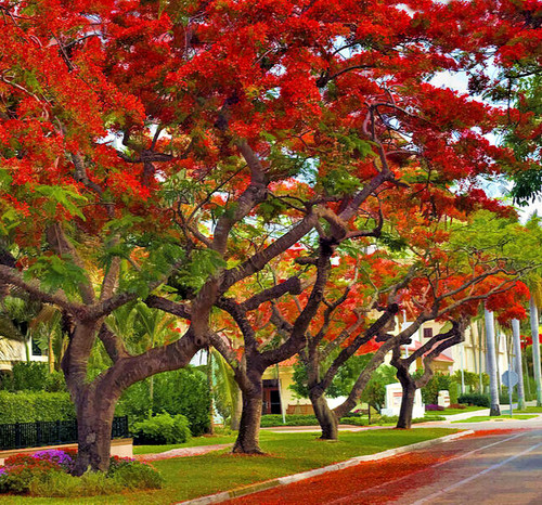 Royal poinciana - royal,