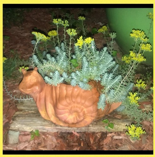 Blue spruce sedum - sedum, plants