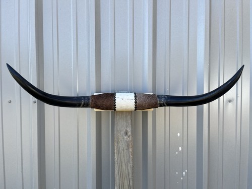 Mounted steer horns 2 - steer, 35