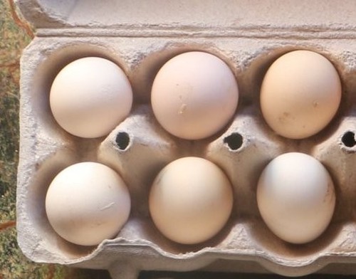 Fertilized silkie chicken - silkie,