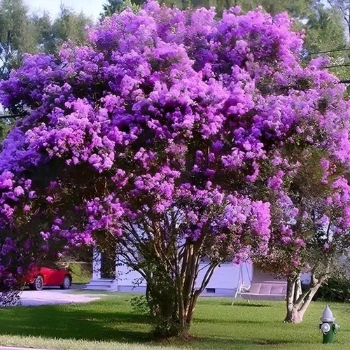 Purple crape myrtle tree - myrtle, /