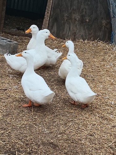 Jumbo peking fertile duck - peking,